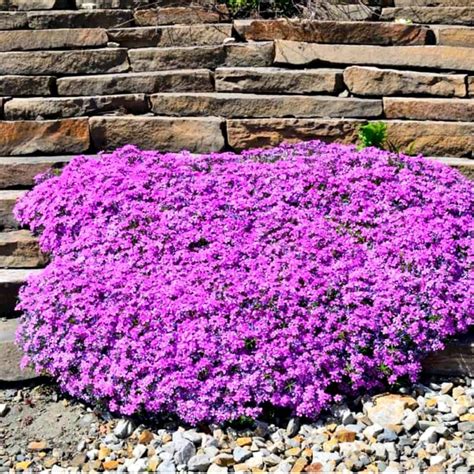 Floks Szydlasty Purple Beauty Phlox Subulata Wysy Ka Kurierem