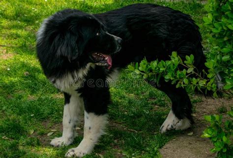 Bulgarian Shepherd Dog Stock Image Image Of Bulgaria 115630171