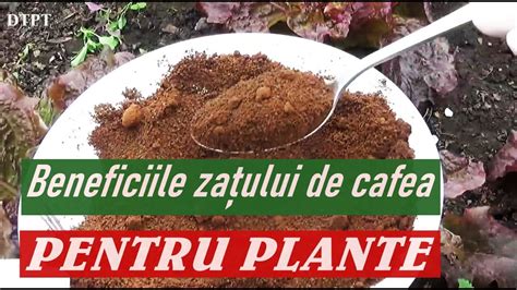 Beneficiile Za Ului De Cafea Pentru Plante Youtube