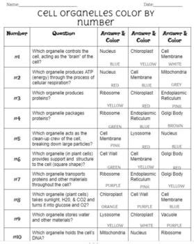 Cell Organelles Color By Number By Jennifer Souders Tpt