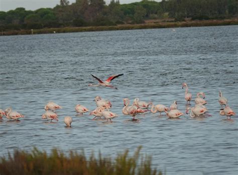 Lo Spettacolo Dei Fenicotteri Rosa Nella Laguna Di Orbetello