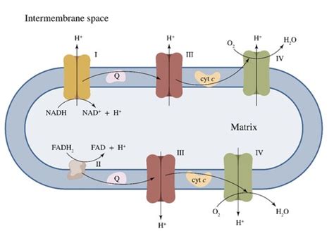 Exam 3 Pyruvate Dehydrogenase Complex Lecture 15 Citric Acid Cycle Lecture 16 Electron