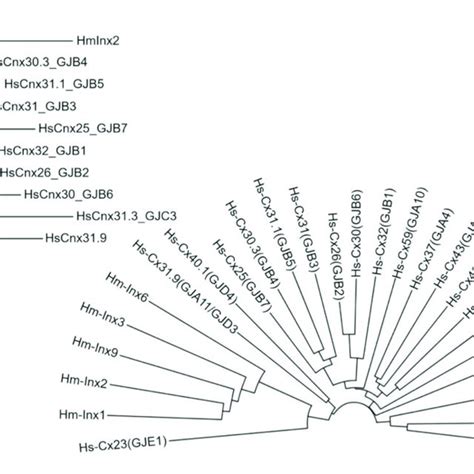 Evolutionary Relationships Of Taxa Protein Sequence Alignment Download Scientific Diagram