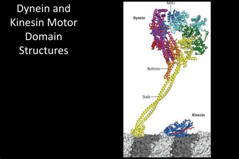 Ppt Molecular Cell Biology Powerpoint Presentation Free Download