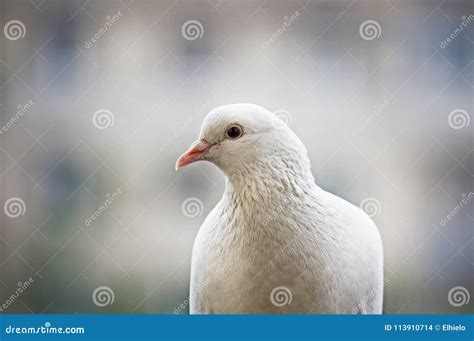 White Feathered Pigeon Sitting In City Stock Photo Image Of Animal