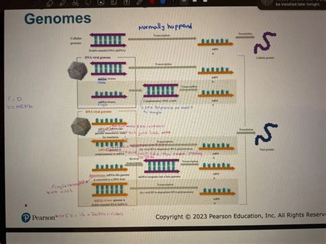 Microbiology Chapter 6 Flashcards Quizlet