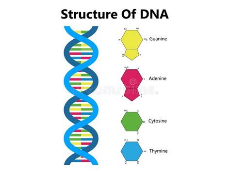 Vector Scientific Icon Spiral Of Dna And Rna An Illustration Of The