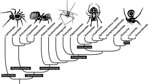 Phylogenomics Resolves A Spider Backbone Phylogeny And Rejects A