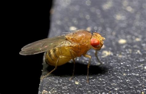 How To Prevent Fruit Flies This Summer Mccall Service