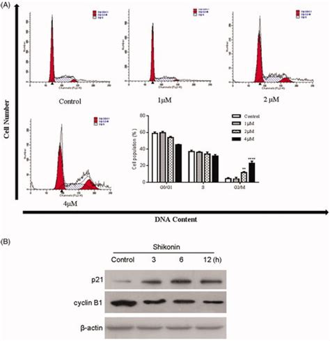 Full Article Shikonin Induces Apoptosis And Prosurvival Autophagy In