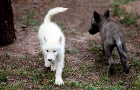 Black And White Wolf Pups