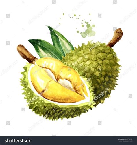 Durian Fruit With Delicious Golden Yellow Soft Flesh And Green Leaves