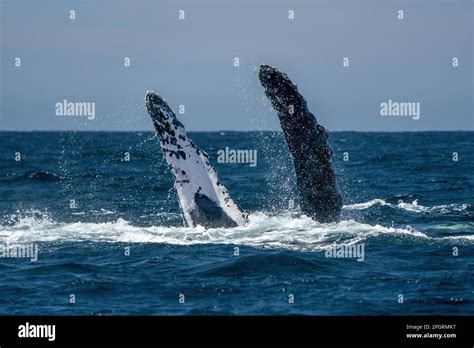 An Humpback Whale Slapping Pectoral Fins In Todos Santos Cabo San Lucas