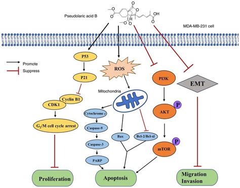 Plausible Delivery Mechanisms Through Which Pseudolaric Acid B Exerts