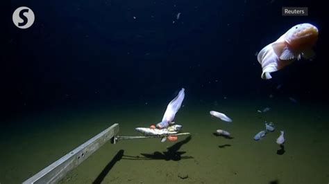 Breaking Records Scientists Films Deepest Fish Ever Recorded Country