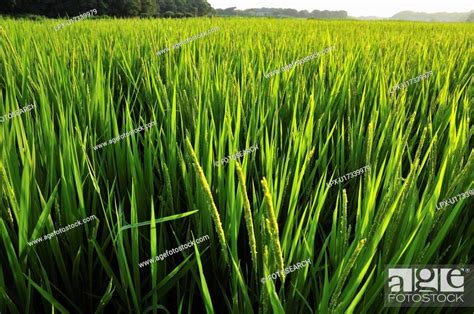 Rice paddy, Stock Photo, Picture And Royalty Free Image. Pic. LPX ...