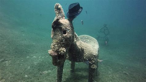 Diver Finds Donkey Statue Wearing Hat - YouTube