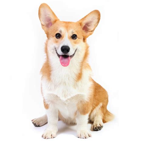 Pembroke Welsh Corgi Dog Breed » Info, Pics, & More