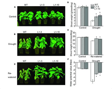 Overexpression Of Poplar Aba Receptor Ptpyrl In Poplars Enhanced