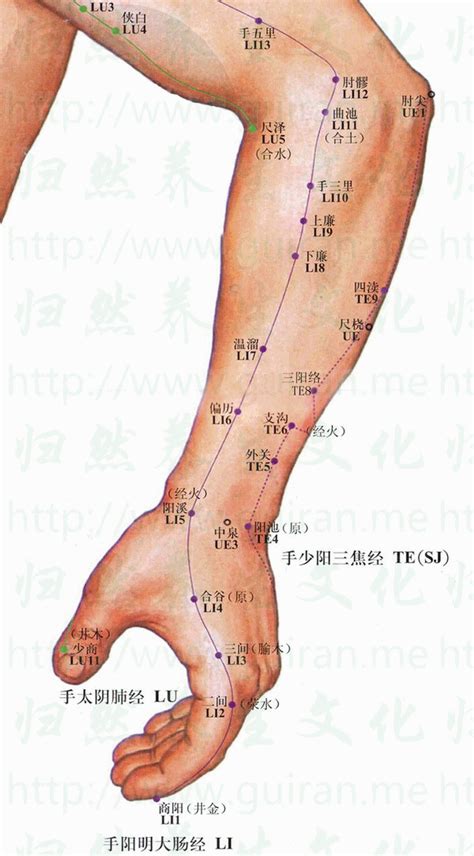 十二经脉督脉任脉穴位动画362个 下载 中医文档网