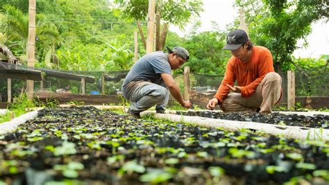 REFORESTAR PARA DAR VIDA AL CAMPO Gobierno de Manabí Ecuador