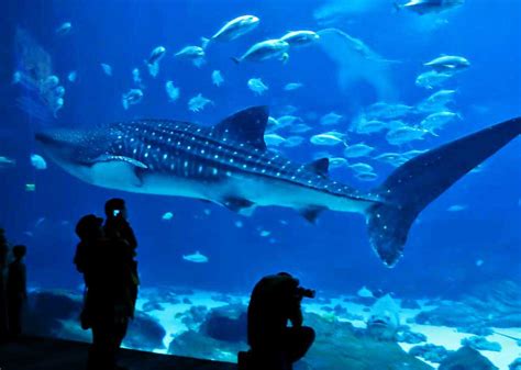 Georgia Aquarium | Whale Sharks | Exhibits | Behind the Scenes