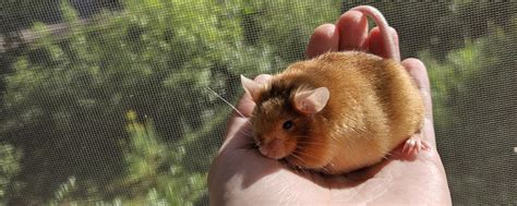 уши мыши | питомник декоративных мышей | домашний питомник декоративных ...