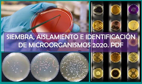 Ppt Metodos Para La Identificacion De Microorganismos En Alimentos Images