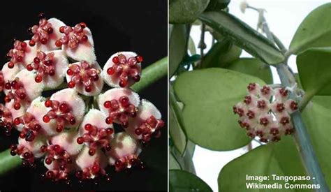 Hoya Kerrii (Sweetheart Plant / Valentine Hoya): Care Guide