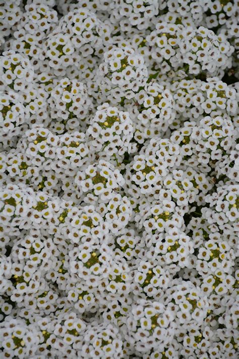 Snow Globe Alyssum Lobularia Maritima Snow Globe In Orange County