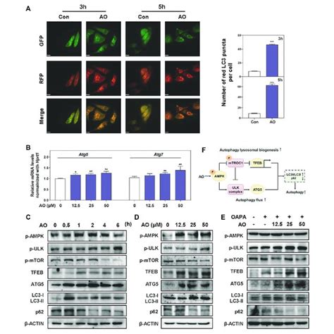 AO Rapidly Triggers Autophagy Flux In Hepatocytes A MPHs Were