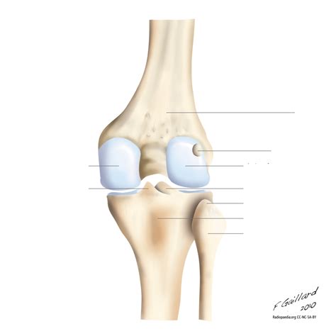 Knee Posterior View Diagram Quizlet