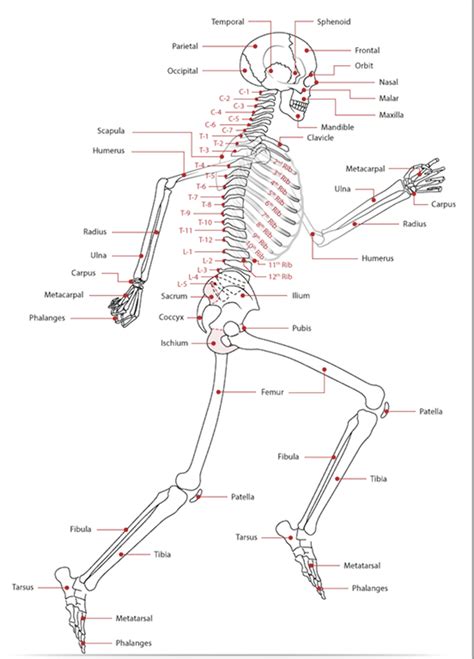 labelling bones nurse pmm