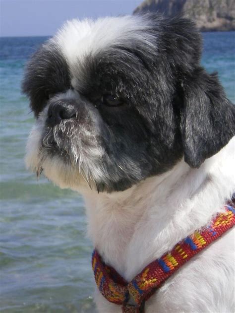 Raza Shih Tzu Perro Shih Tzu Perros Pekines Perros