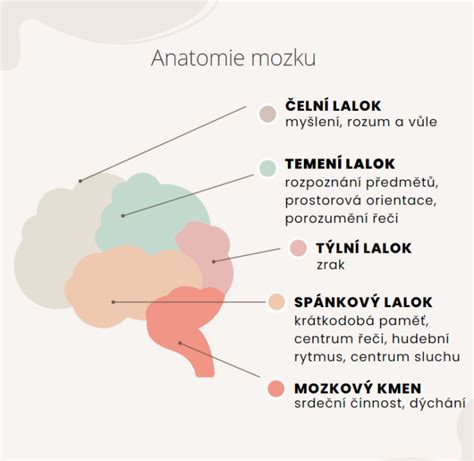 Anatomie Mozku Jak Funguje A Jak Jeho Fungov N Podpo It Cbd Star