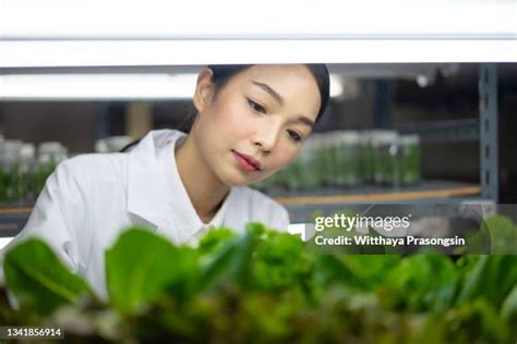 Hydroponic Microgreens Photos And Premium High Res Pictures Getty Images