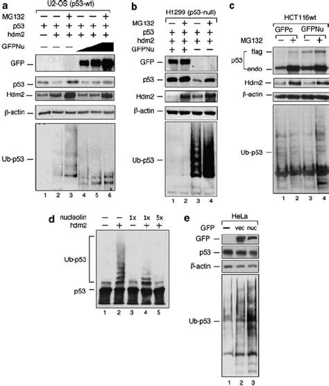 Nucleolin Inhibits Hdm2 Mediated P53 Ubiquitination In Vivo And In