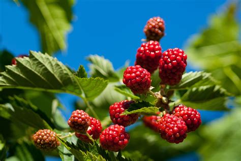 Fotos Gratis Rbol Naturaleza Rama Flor Fruta Baya Verano