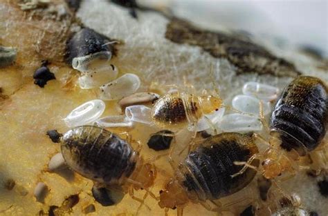 Human Skin Lipids Repel Bed Bugs Discovery Could Lead To New Pest Management Strategies