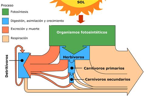 3 El flujo de la energía CTM2 Tema 5 2 Circulación de materia y