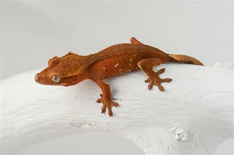 Patternless Red Crested Gecko Fringemorphs