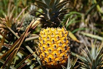 Pineapple Farm Tour in Maui, HI | Maui Pineapple Tour