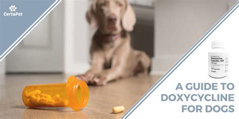 Antibiotics 101: A Guide to Doxycycline for Dogs