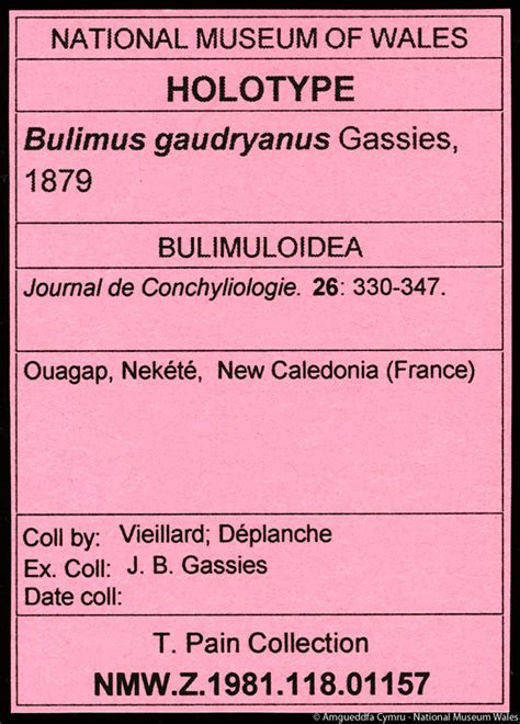 Mollusca Types Catalogue Bulimus Gaudryanus Gassies 1879