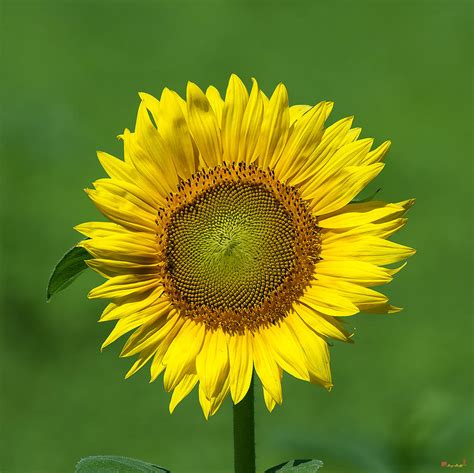 Common Sunflower Dsmf209 Photograph By Gerry Gantt