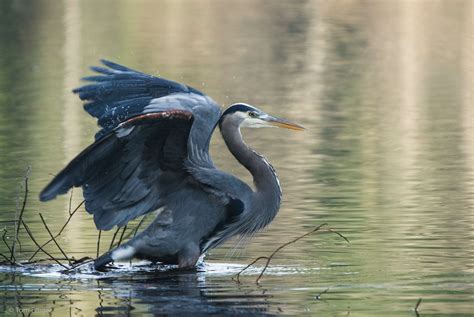 The Pacific Great Blue Heron An Uncommon Majesty