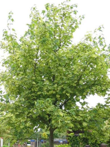 Acer Pseudoplatanus Leopoldii Gewone Esdoorn Bloemenpark Appeltern