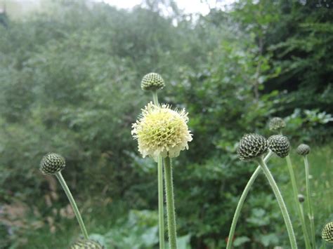 Cephalaria Alpina Céphalaire Des Alpes