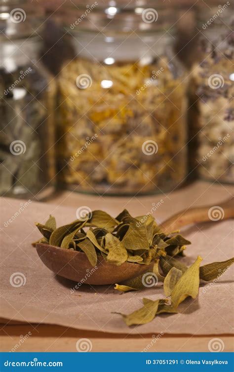 Dry mistletoe leaves stock image. Image of leaves, tranquil - 37051291