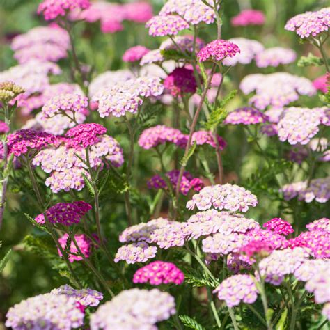 Szkółka Bylin Dobrepole Achillea millefolium Sassy Summer Sunset